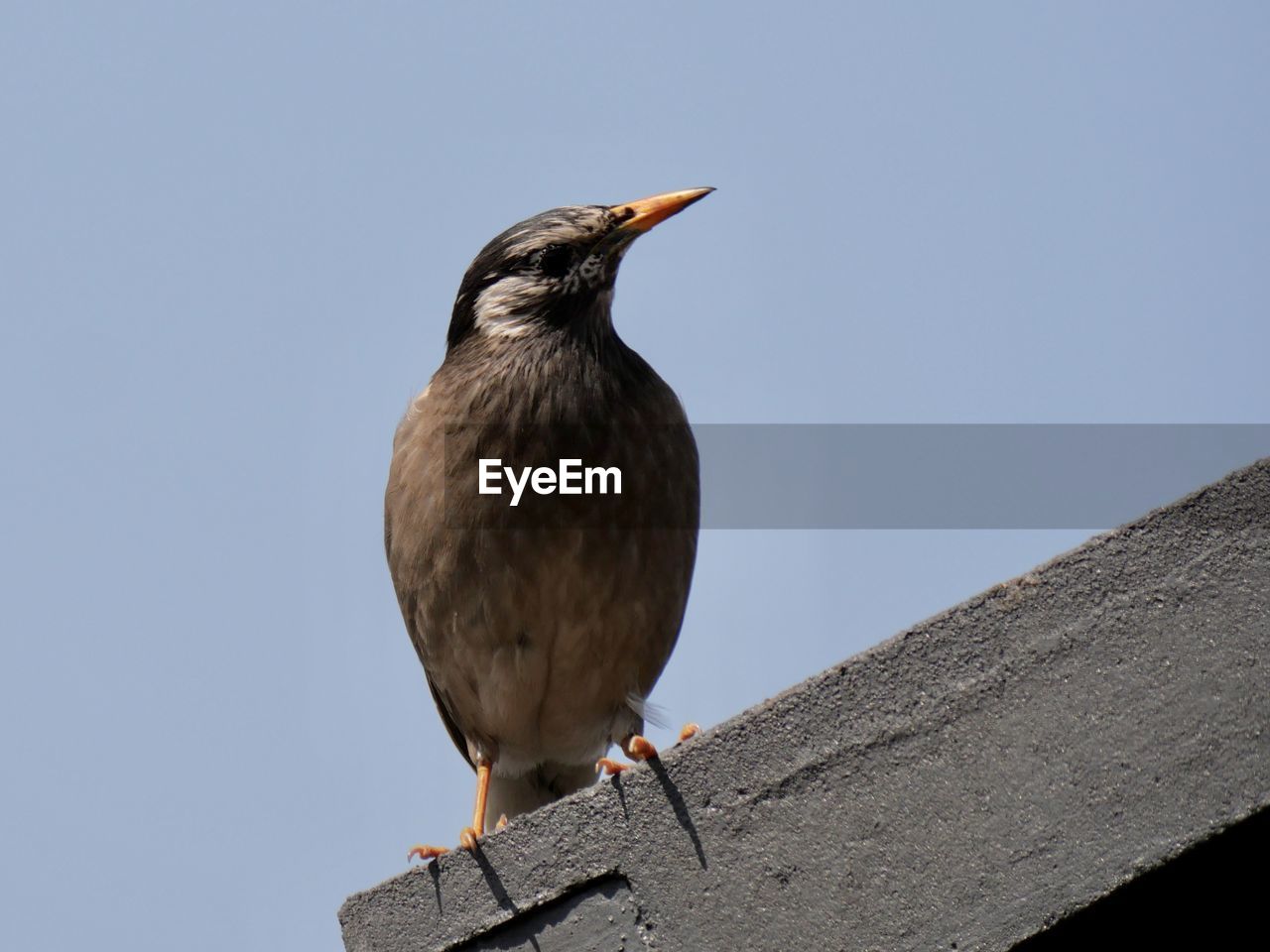 animal themes, bird, animal, animal wildlife, wildlife, one animal, perching, beak, nature, no people, day, sky, clear sky, wing, outdoors, wood, low angle view, full length