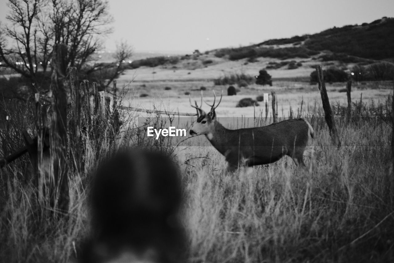 Deer standing amidst plants on land