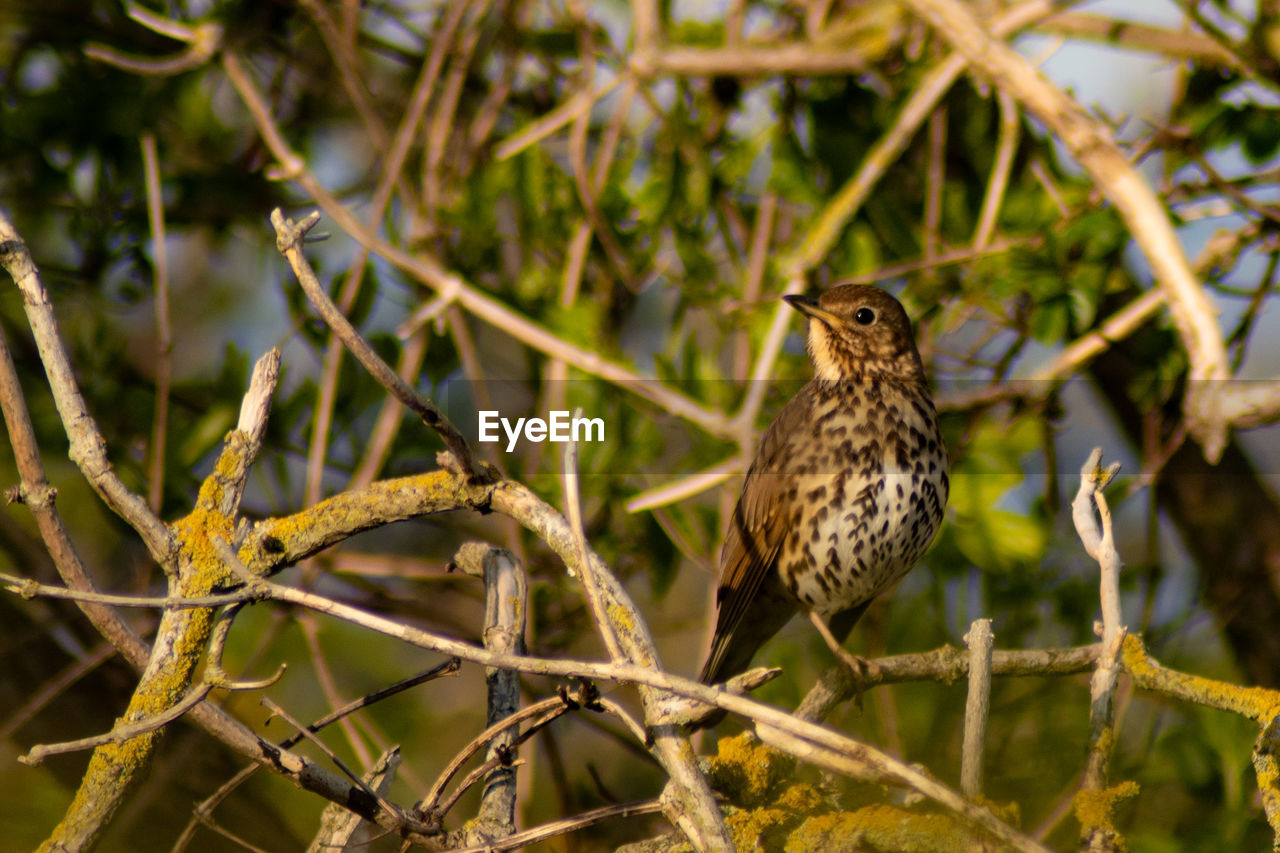 BIRD PERCHING ON A BRANCH