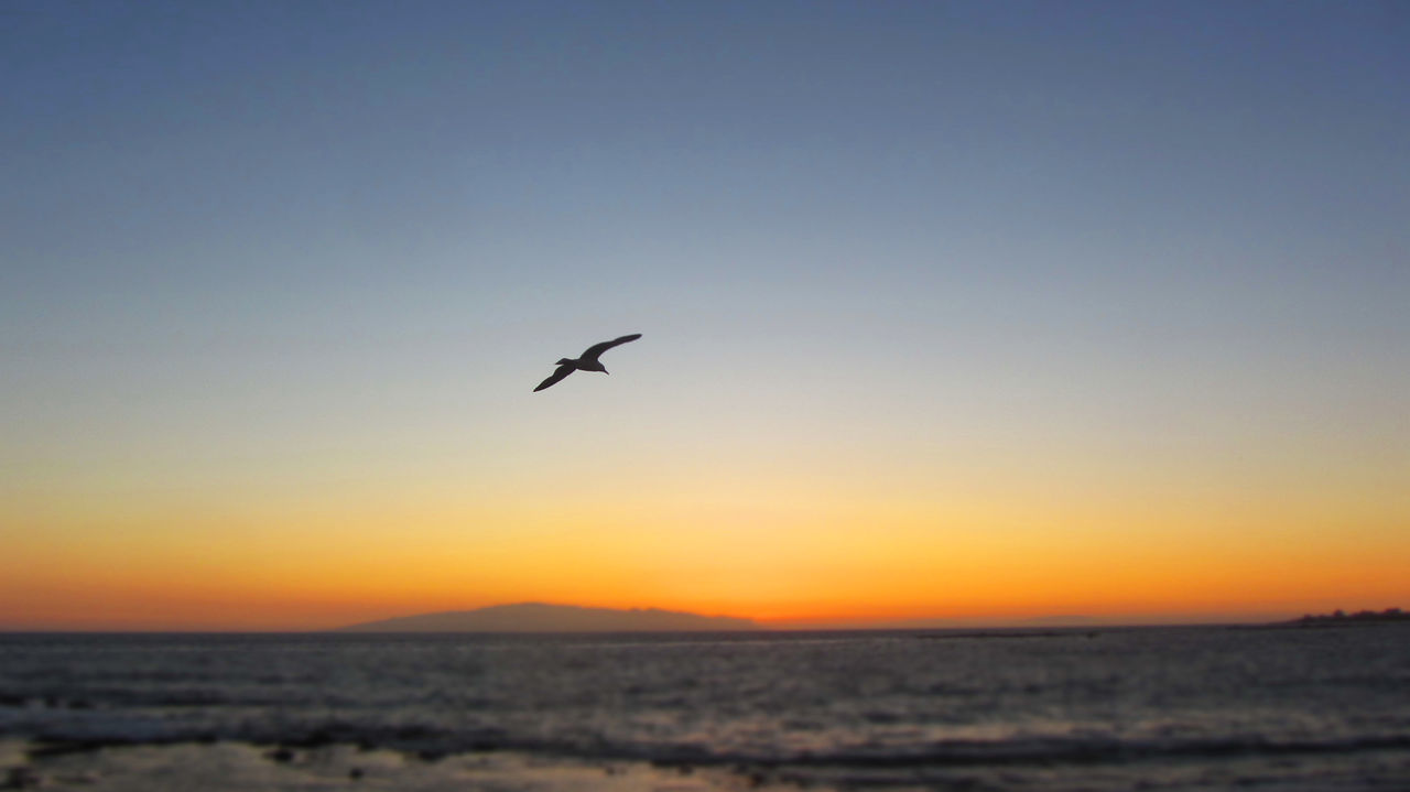 SILHOUETTE BIRDS FLYING OVER SEA AGAINST CLEAR SKY