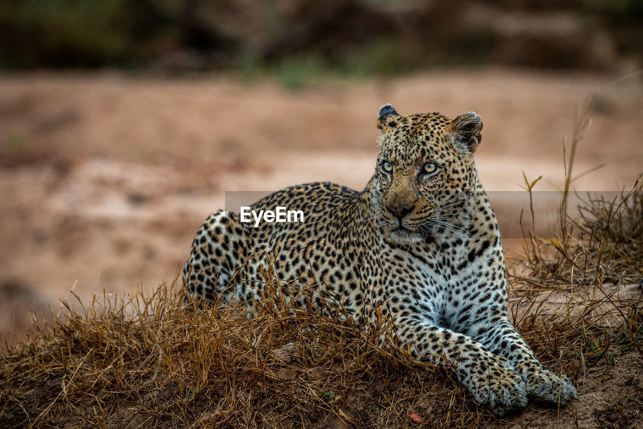 animal, animal themes, animal wildlife, feline, wildlife, big cat, cat, leopard, mammal, one animal, spotted, carnivora, no people, cheetah, animals hunting, felidae, safari, portrait, nature, tourism, lying down, outdoors, travel destinations, relaxation, undomesticated cat, looking at camera