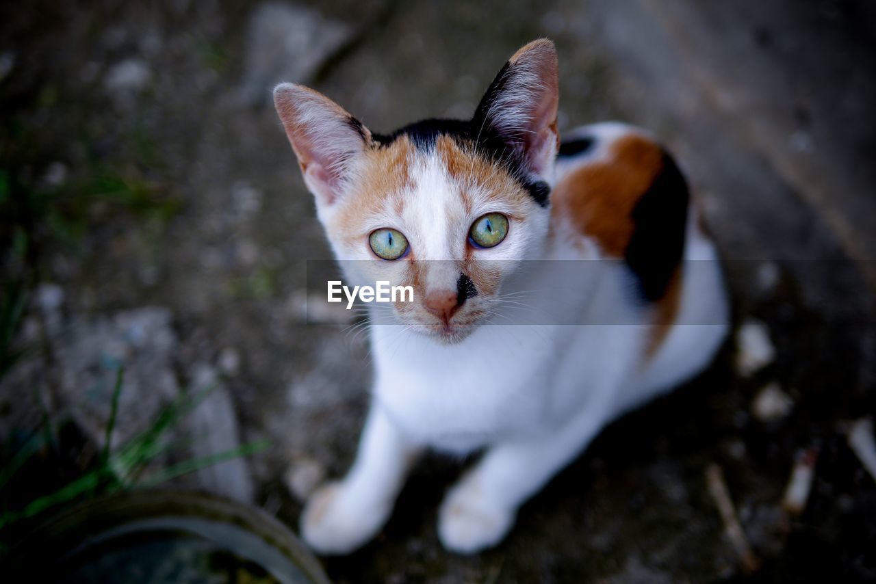 Close-up of ginger cat outdoors