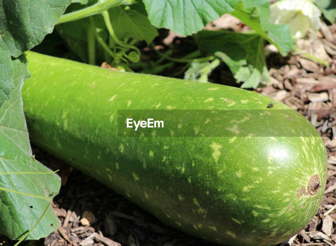 Close-up view of marrow