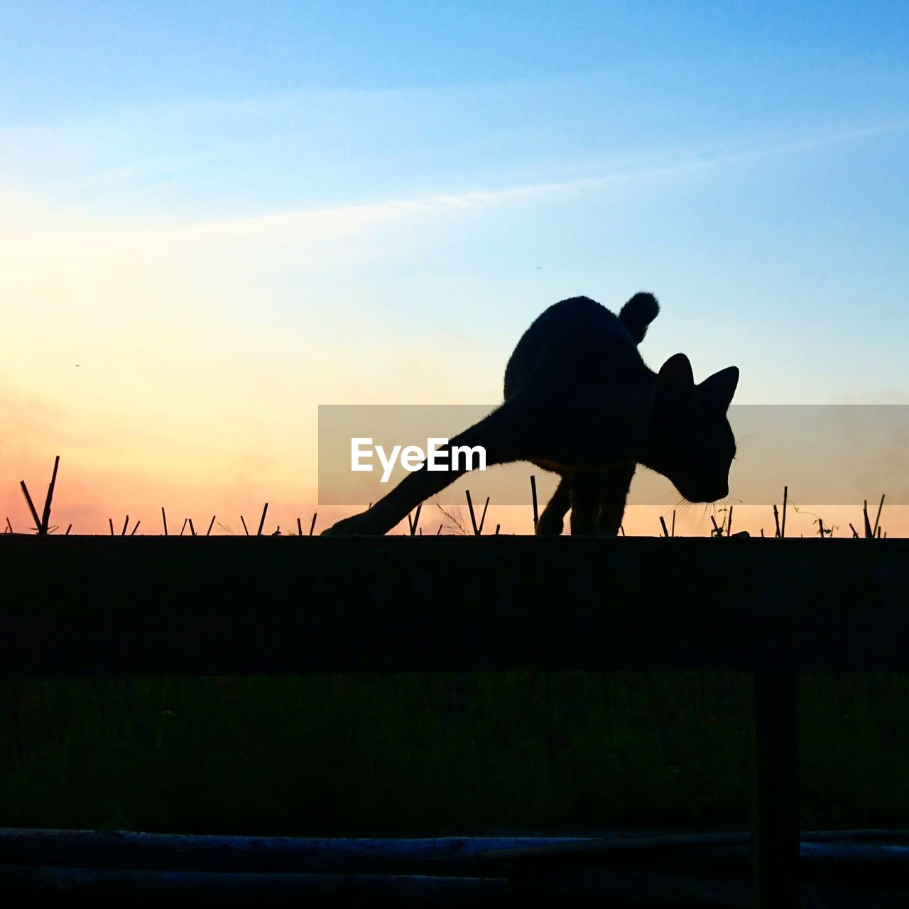 SILHOUETTE OF COW AGAINST SKY