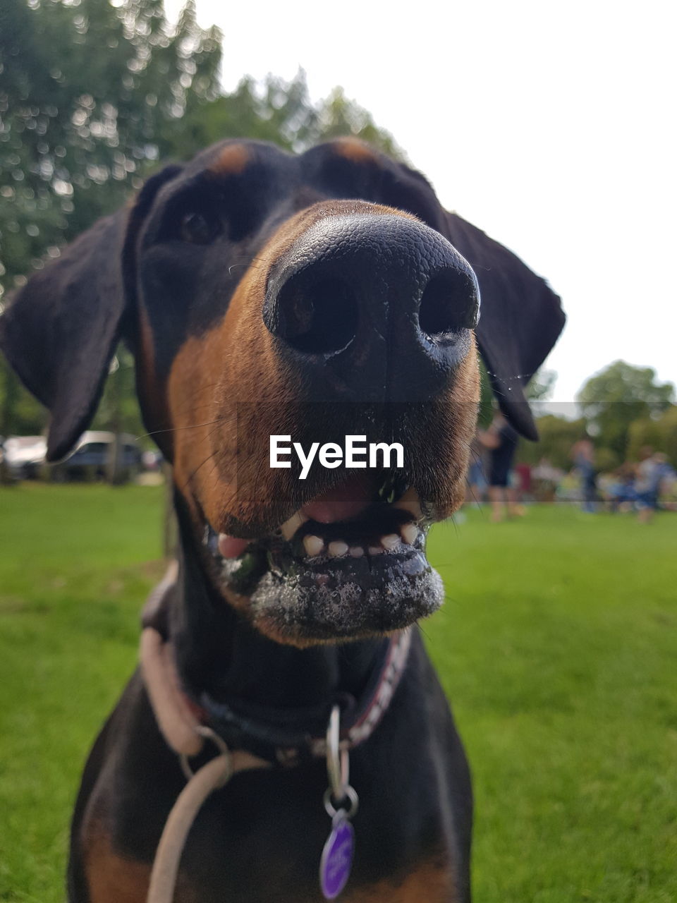 CLOSE-UP PORTRAIT OF DOG IN FIELD