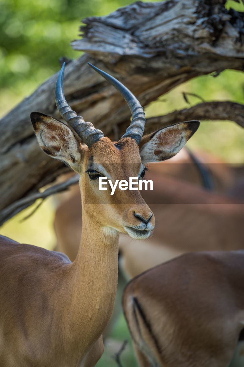 Impala standing in forest