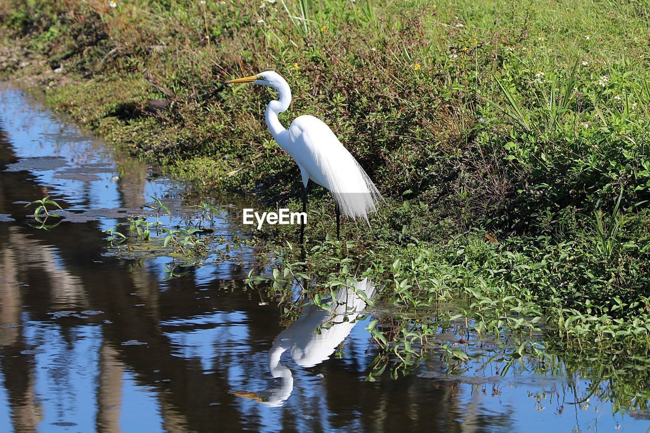 HERON IN LAKE