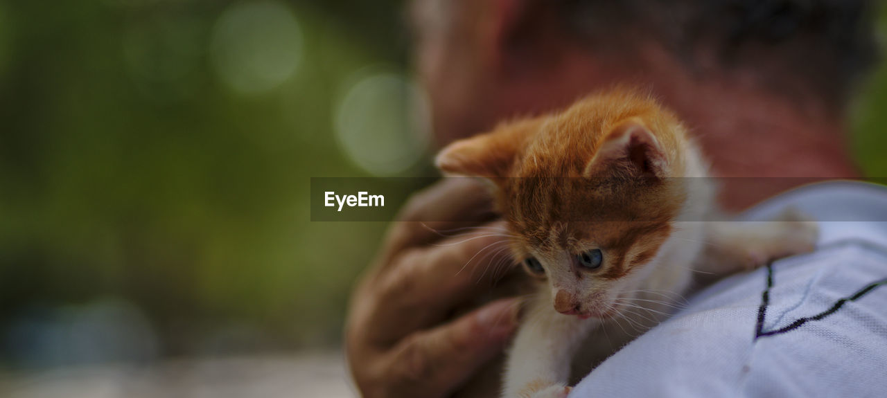 Close-up of man holding kitten