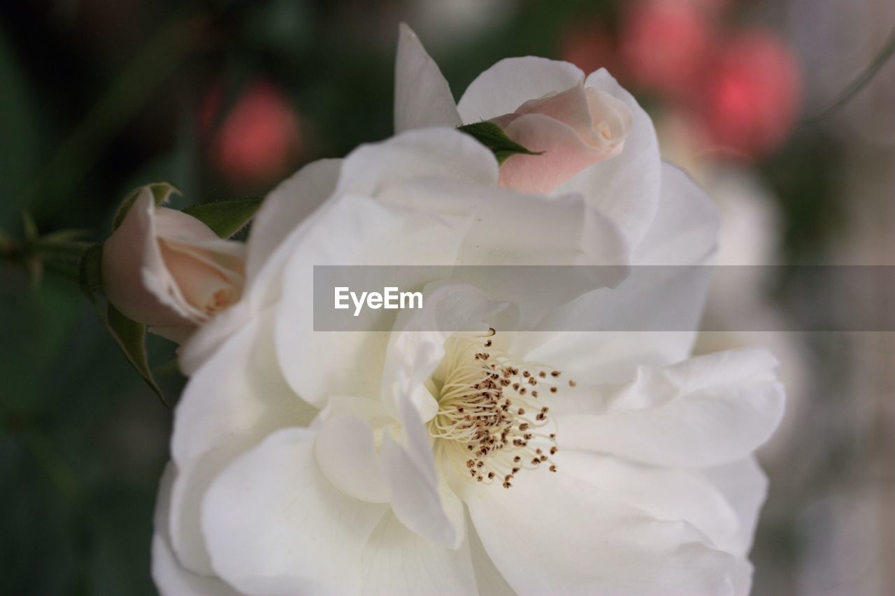 Close-up of iceberg rose blooming outdoors