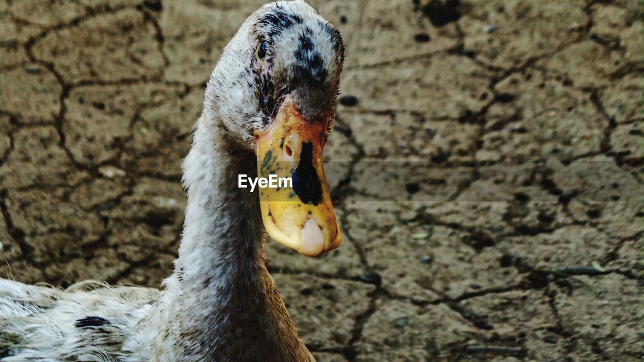 Close-up of duck looking at camera