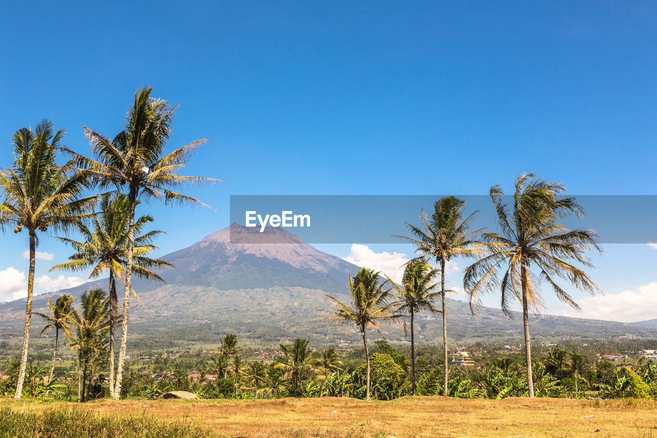 Palm trees on landscape against clear blue sky