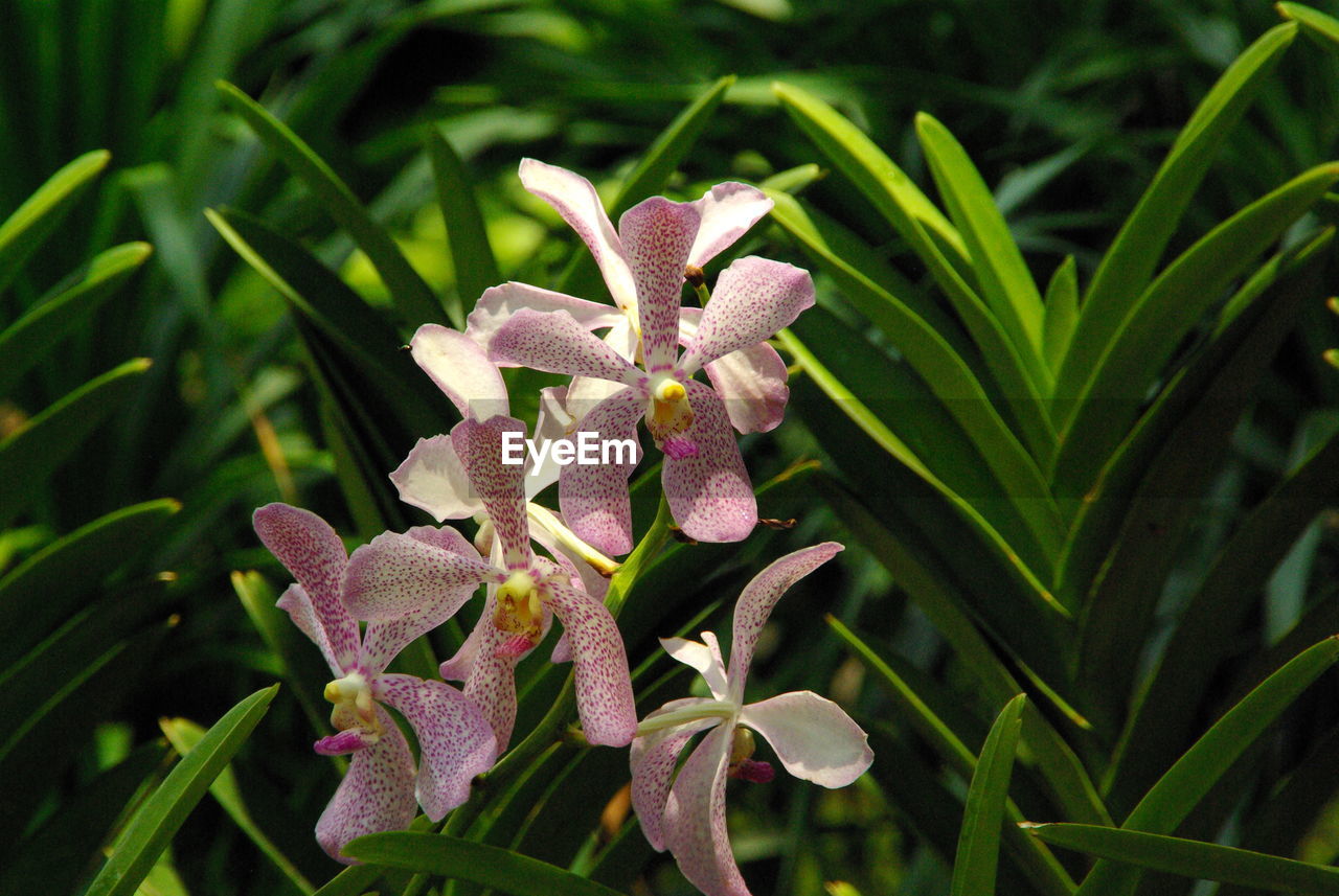 Close-up of pink flowering plant