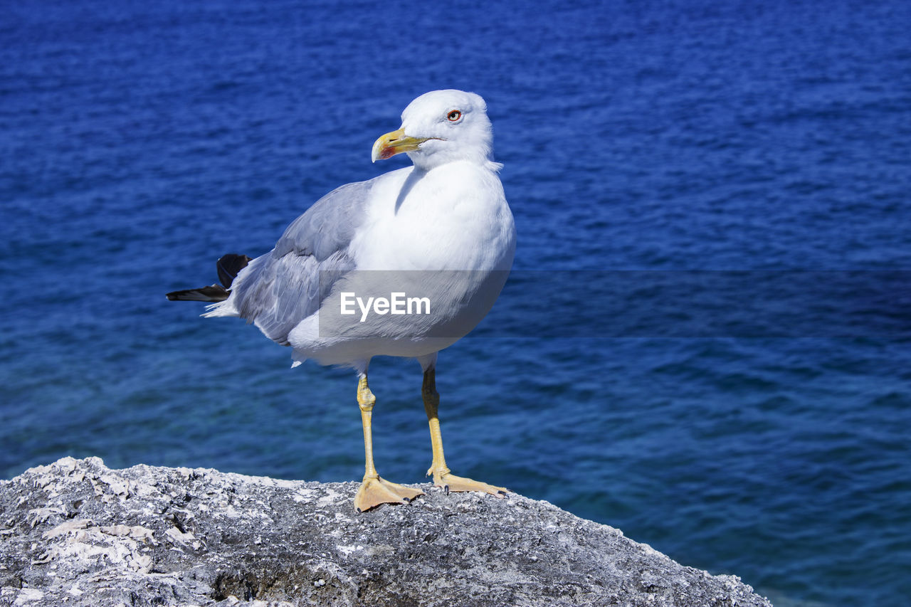 SEAGULL PERCHING ON ROCK