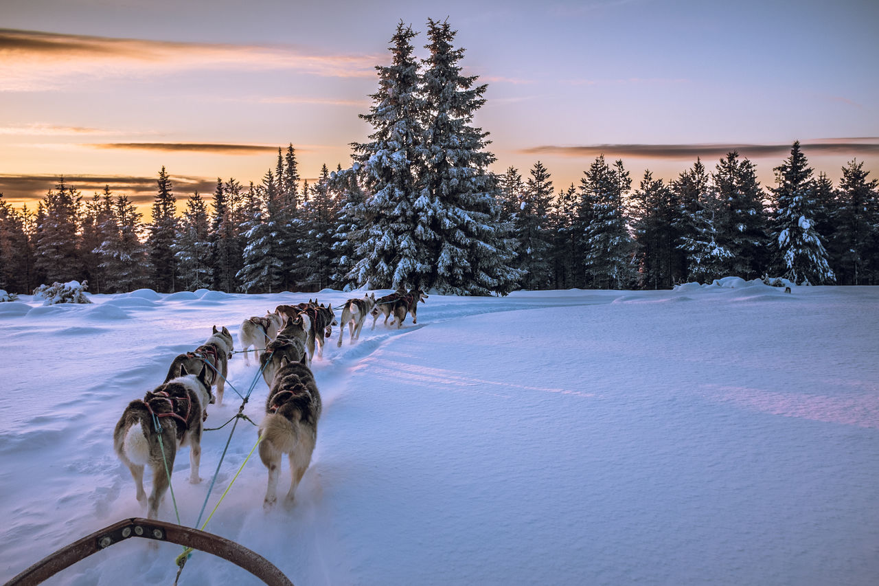 Dogs pulling sled on snow covered field against sky during sunset