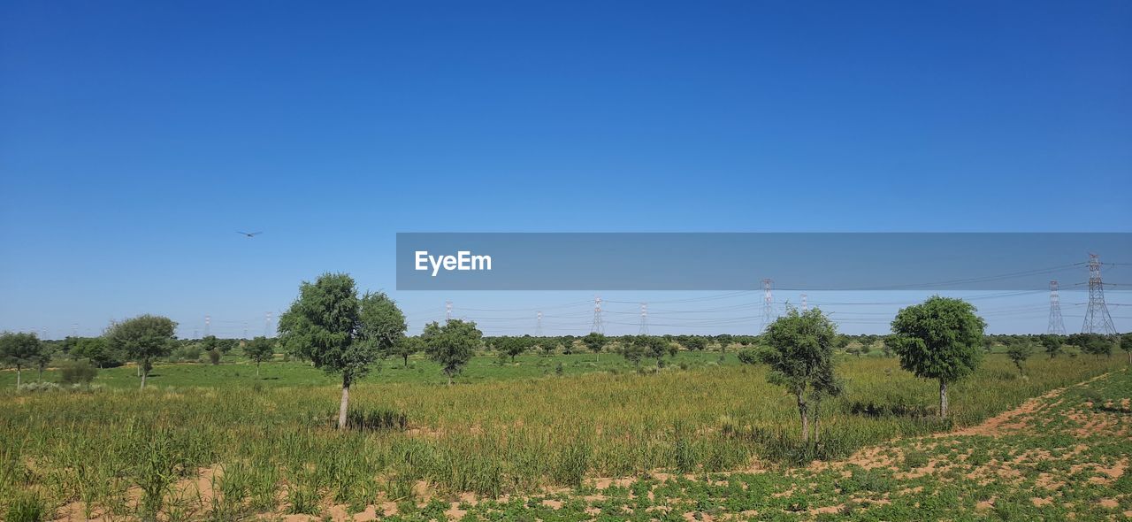 SCENIC VIEW OF FIELD AGAINST CLEAR SKY