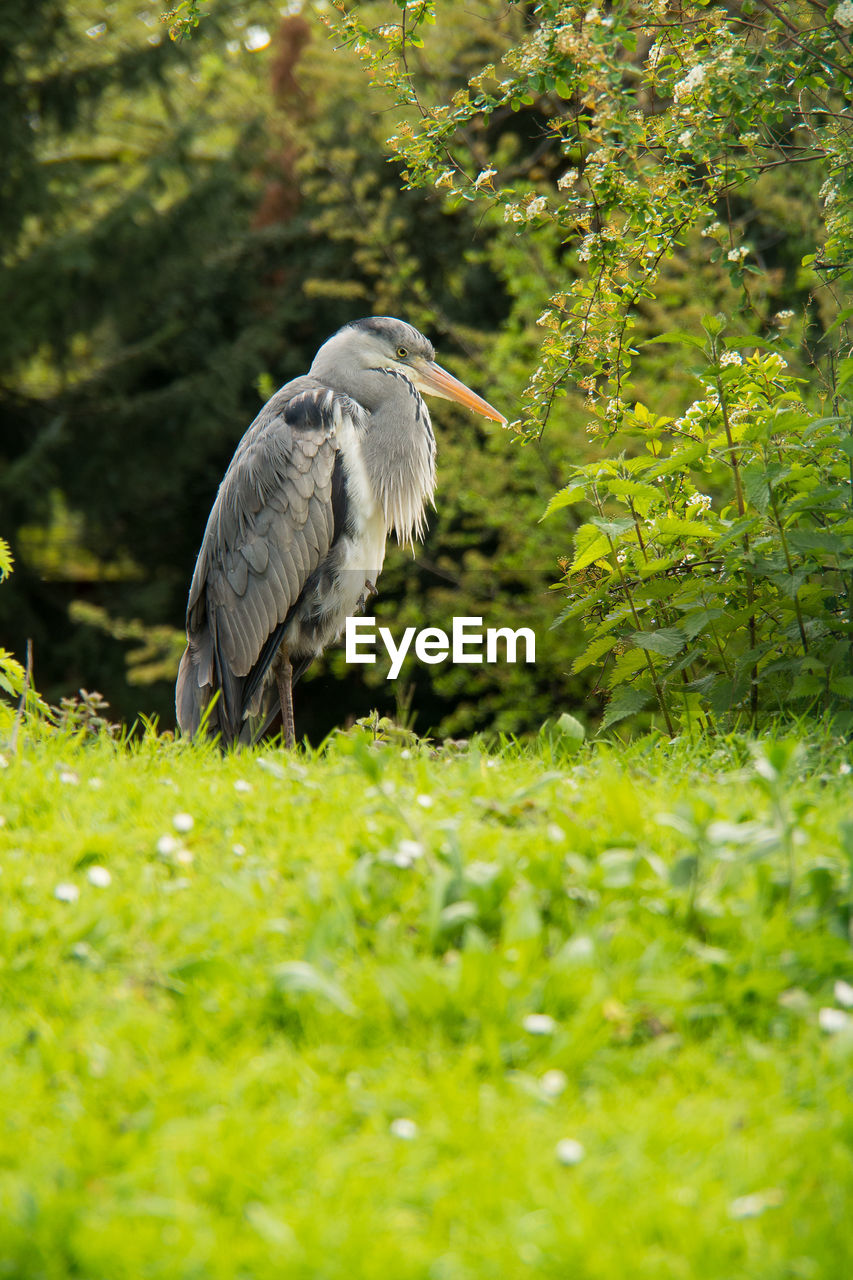 Close-up of gray heron in a meadow