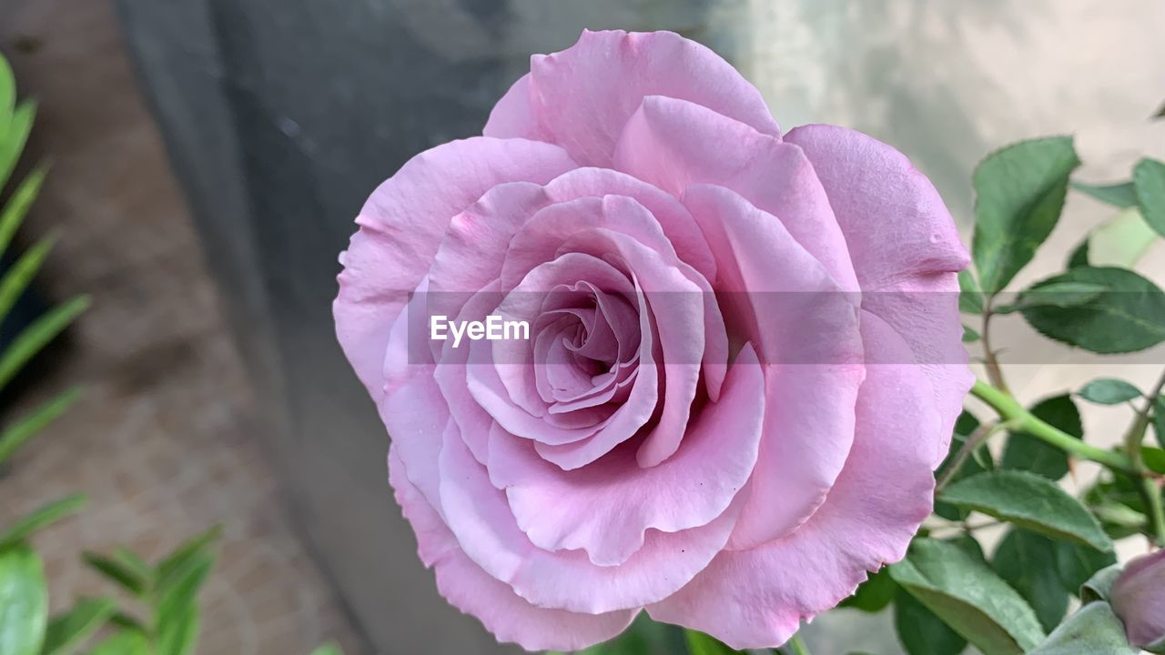 flower, plant, flowering plant, beauty in nature, freshness, pink, petal, rose, close-up, leaf, nature, flower head, plant part, inflorescence, fragility, no people, growth, springtime, outdoors, focus on foreground, garden roses, day, high angle view