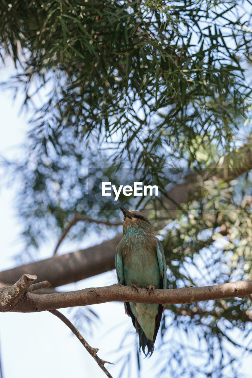 LOW ANGLE VIEW OF BIRD PERCHING ON BRANCH