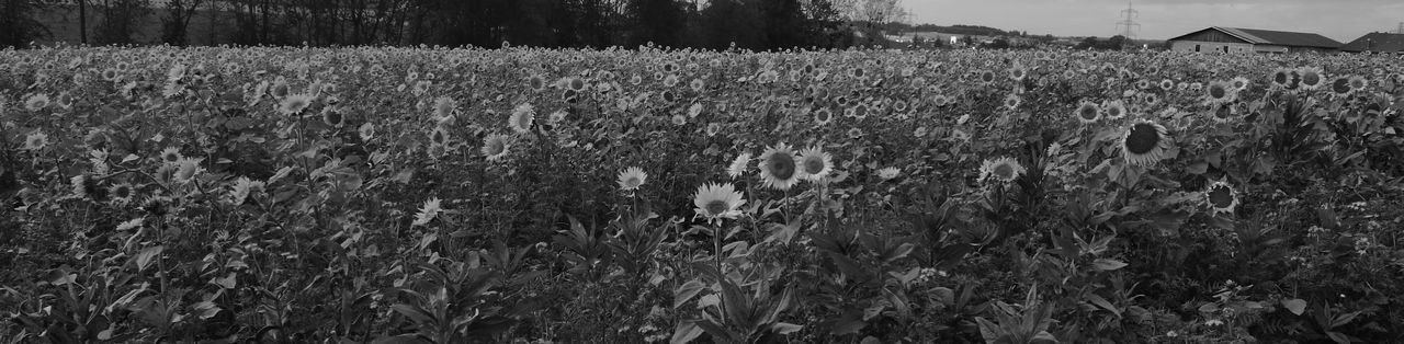 SCENIC VIEW OF FIELD