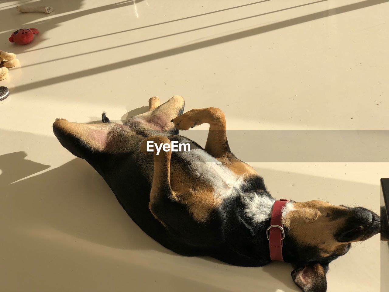 HIGH ANGLE VIEW OF DOG RELAXING ON FLOOR