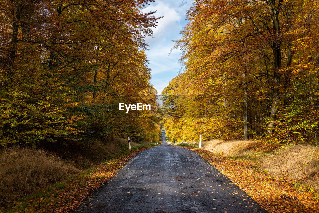 ROAD AMIDST TREES AND PLANTS DURING AUTUMN