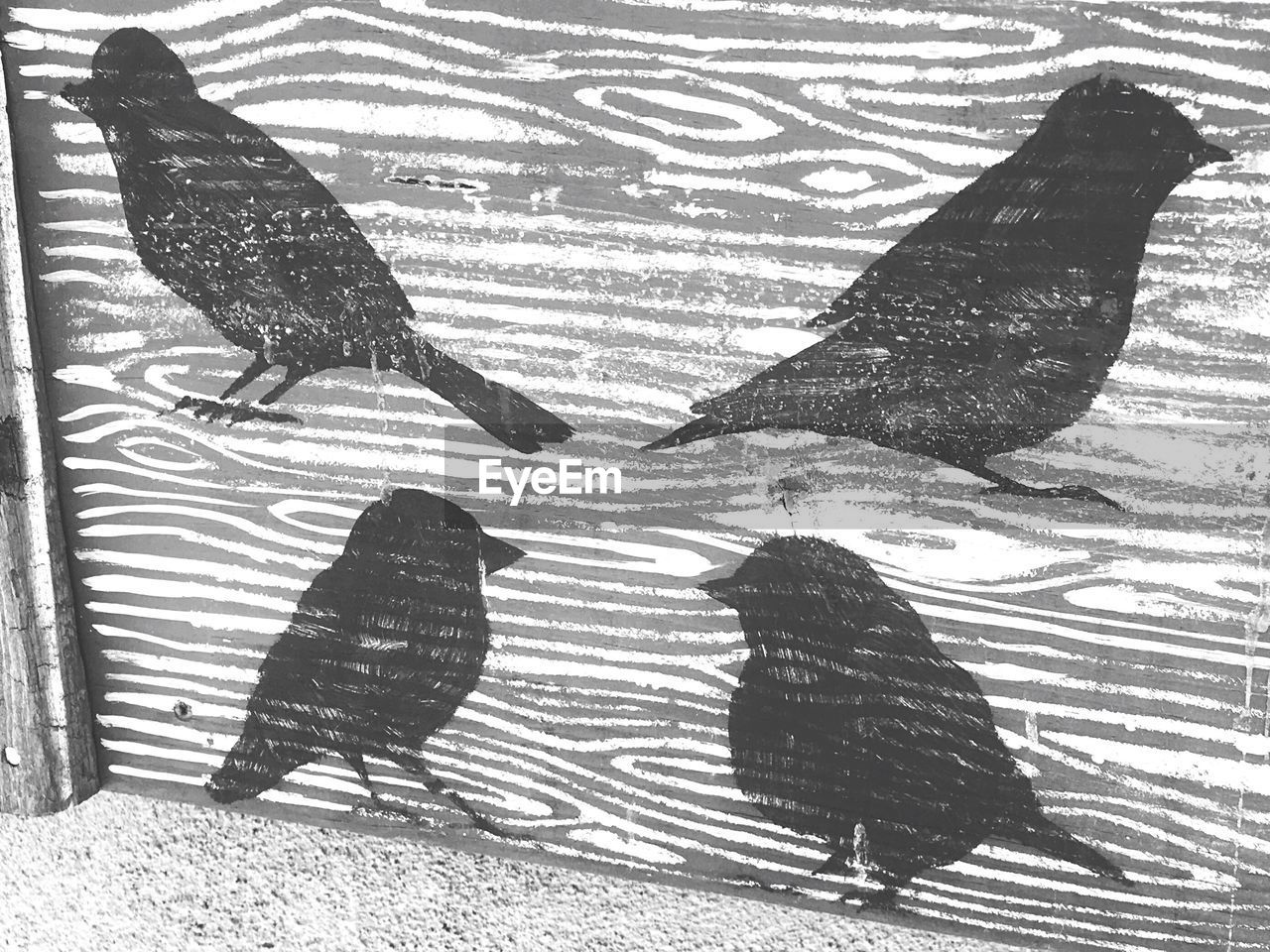 HIGH ANGLE VIEW OF TWO BIRDS ON SHADOW OF TREE