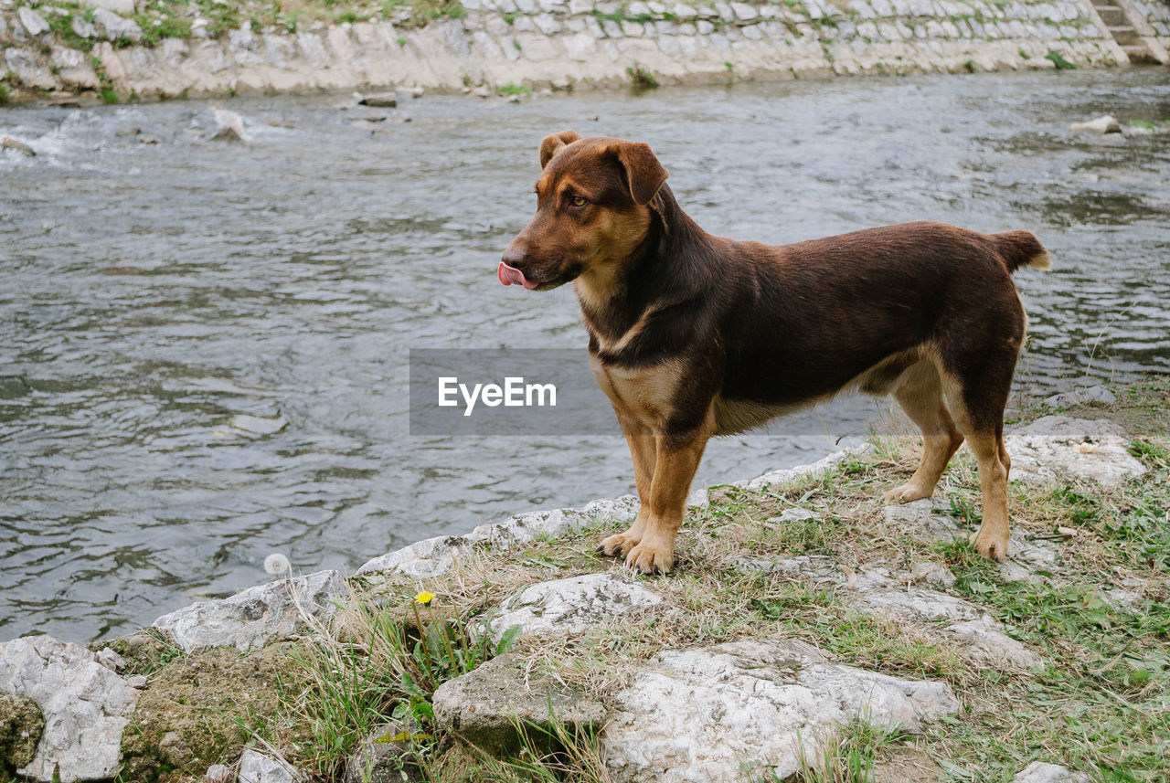 DOG ON WATER AT SHORE