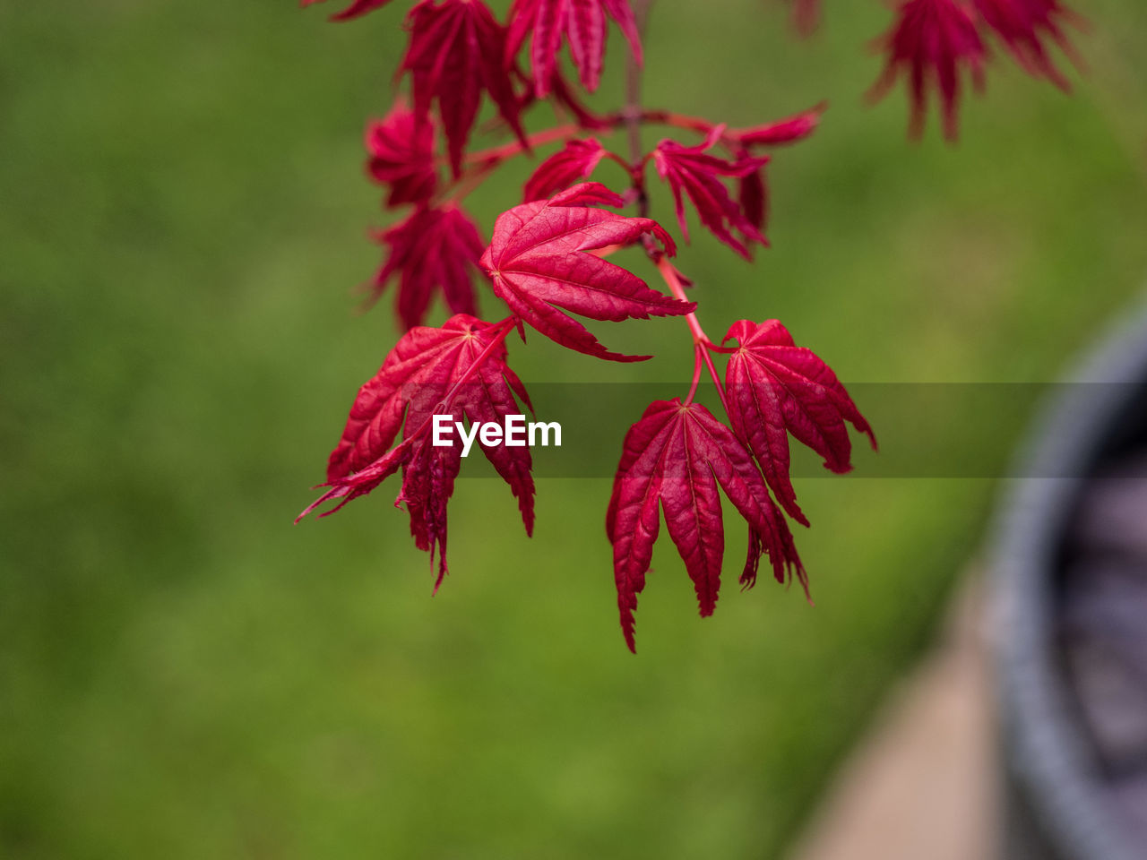 Close-up of red acer tree