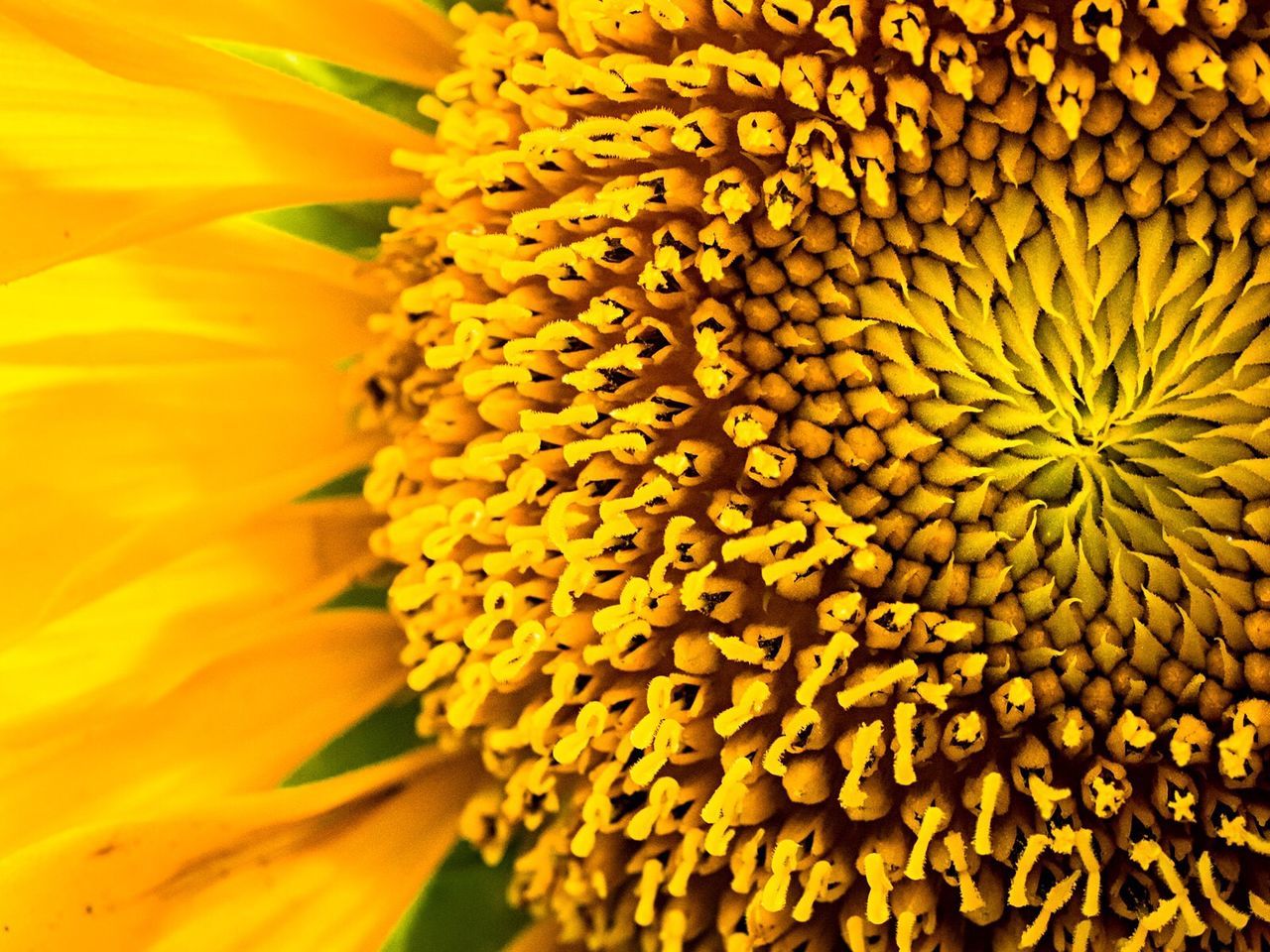 EXTREME CLOSE-UP OF SUNFLOWER