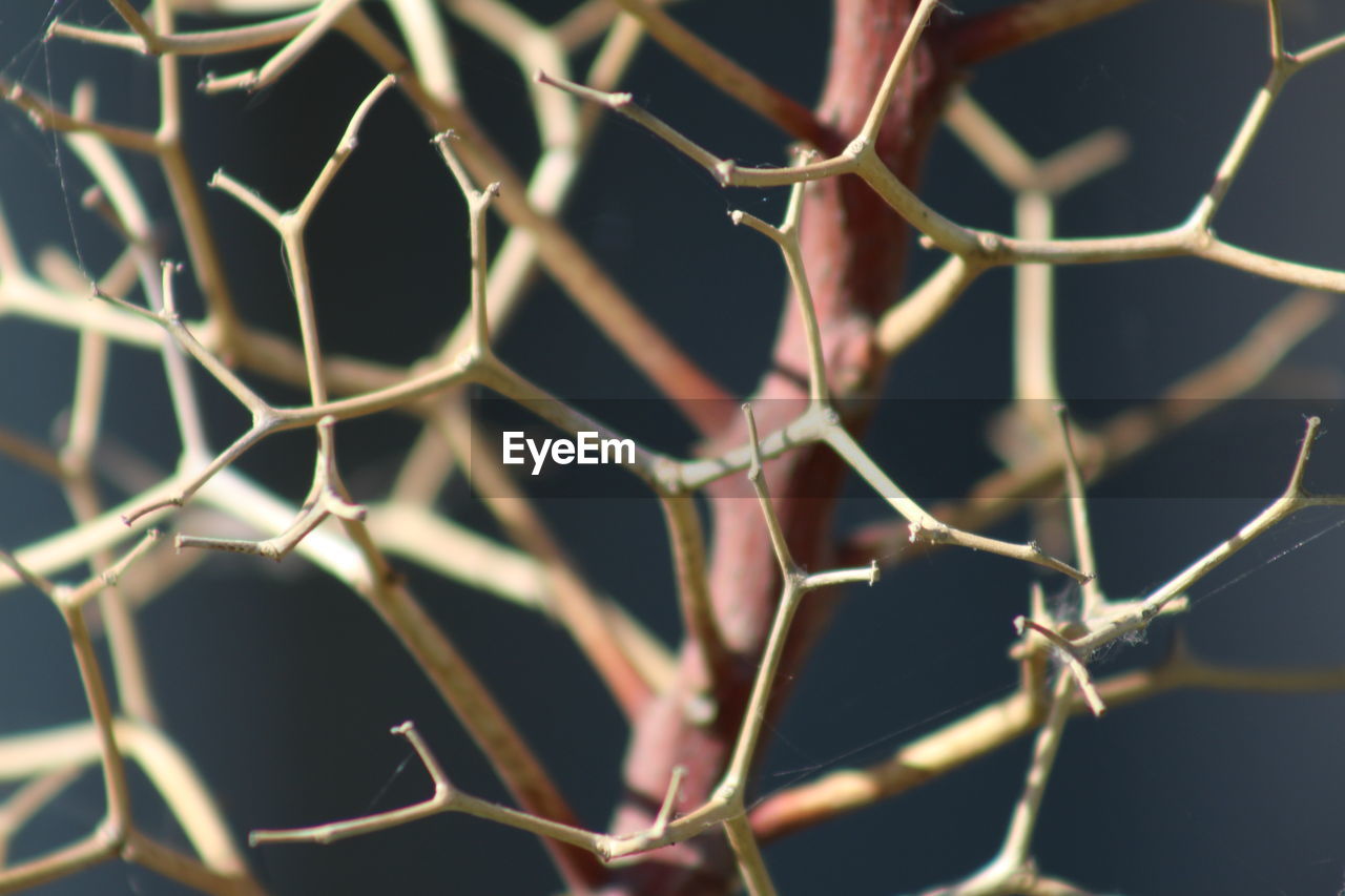 Close-up of dried twigs of plant