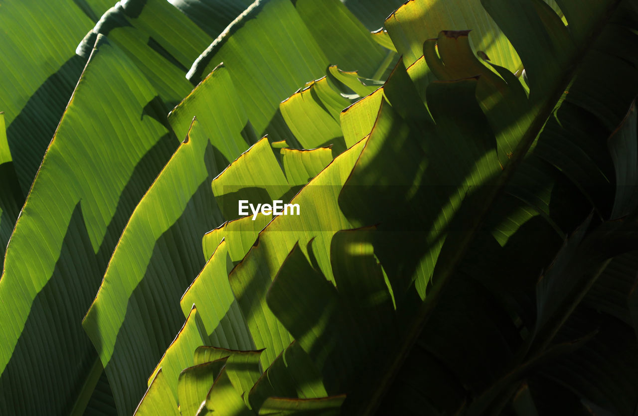 CLOSE-UP OF PLANT LEAVES