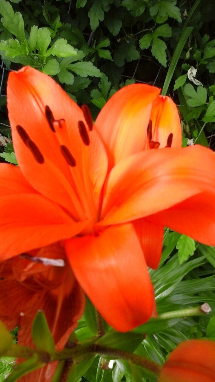 CLOSE-UP OF RED FLOWERS BLOOMING OUTDOORS