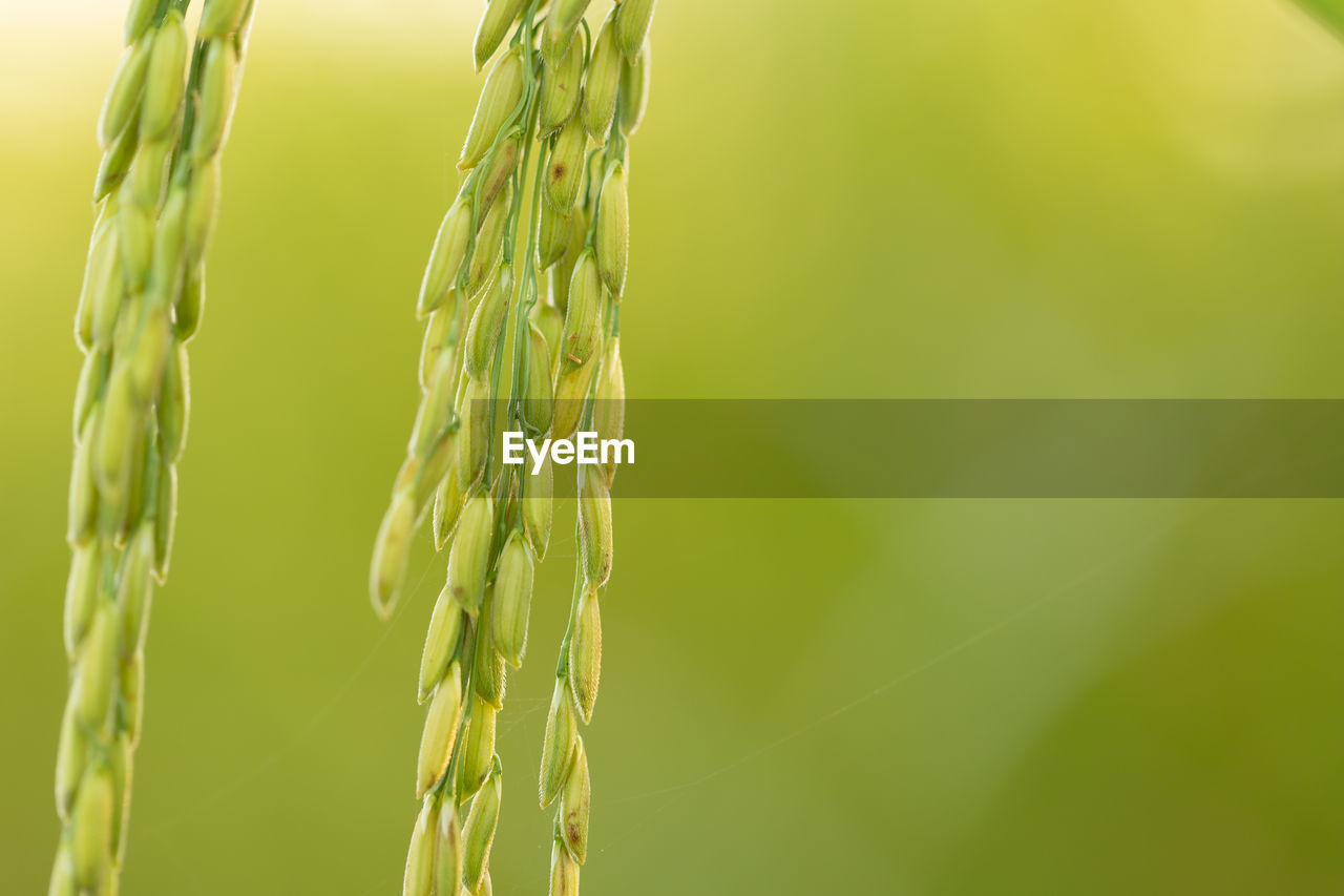 CLOSE-UP OF WHEAT PLANT