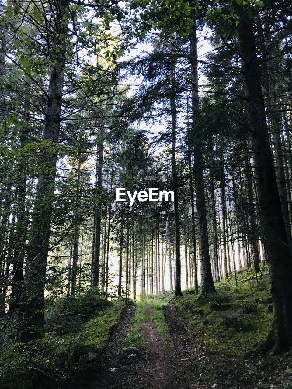 TREES GROWING ON FOOTPATH IN FOREST