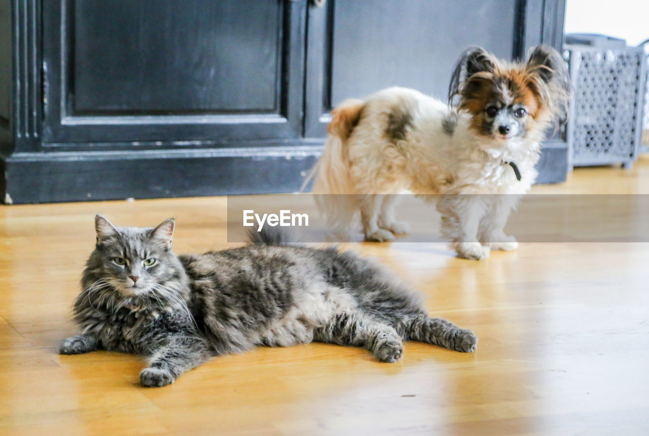 PORTRAIT OF A CAT ON FLOOR