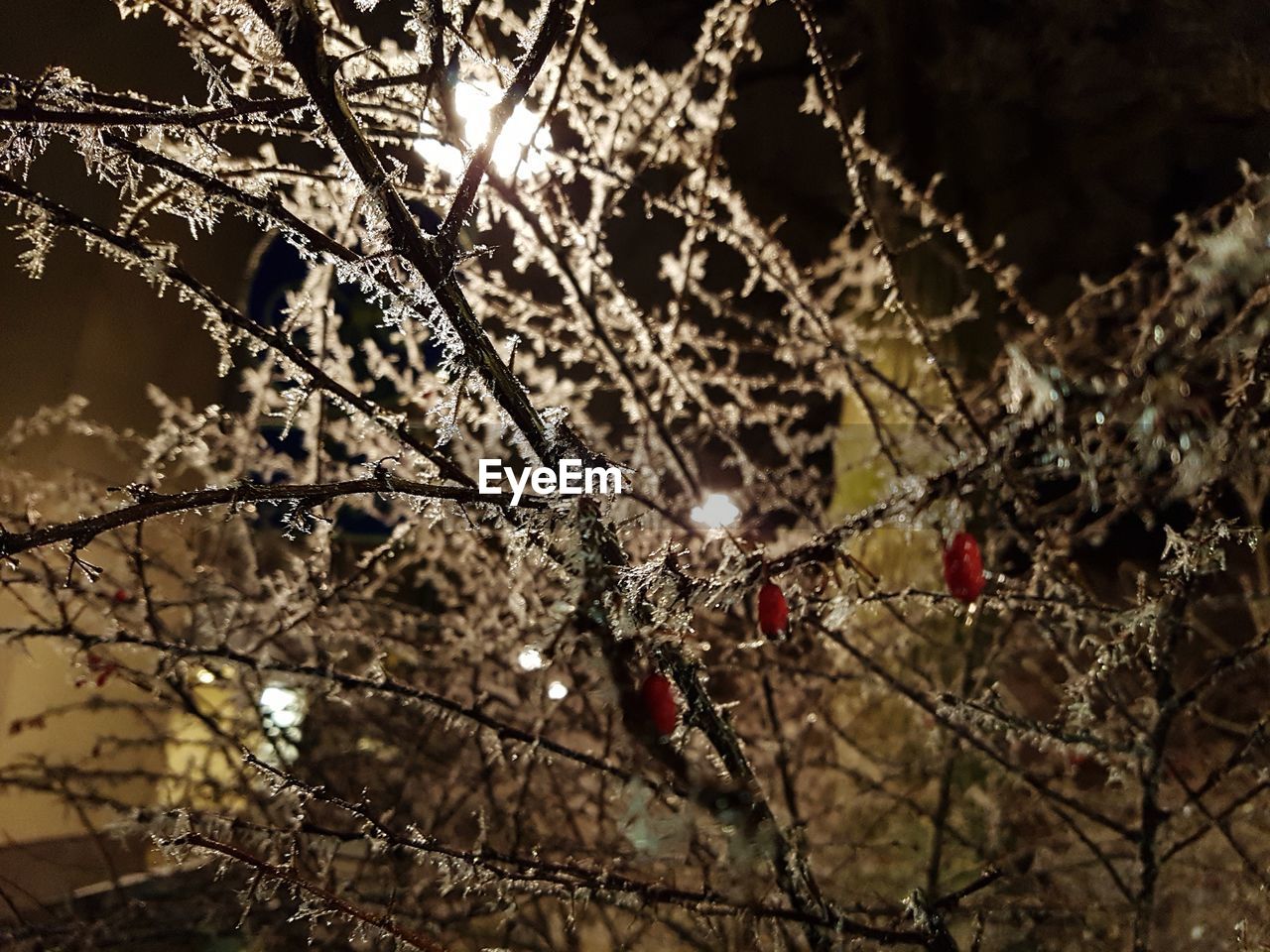 LOW ANGLE VIEW OF A TREE