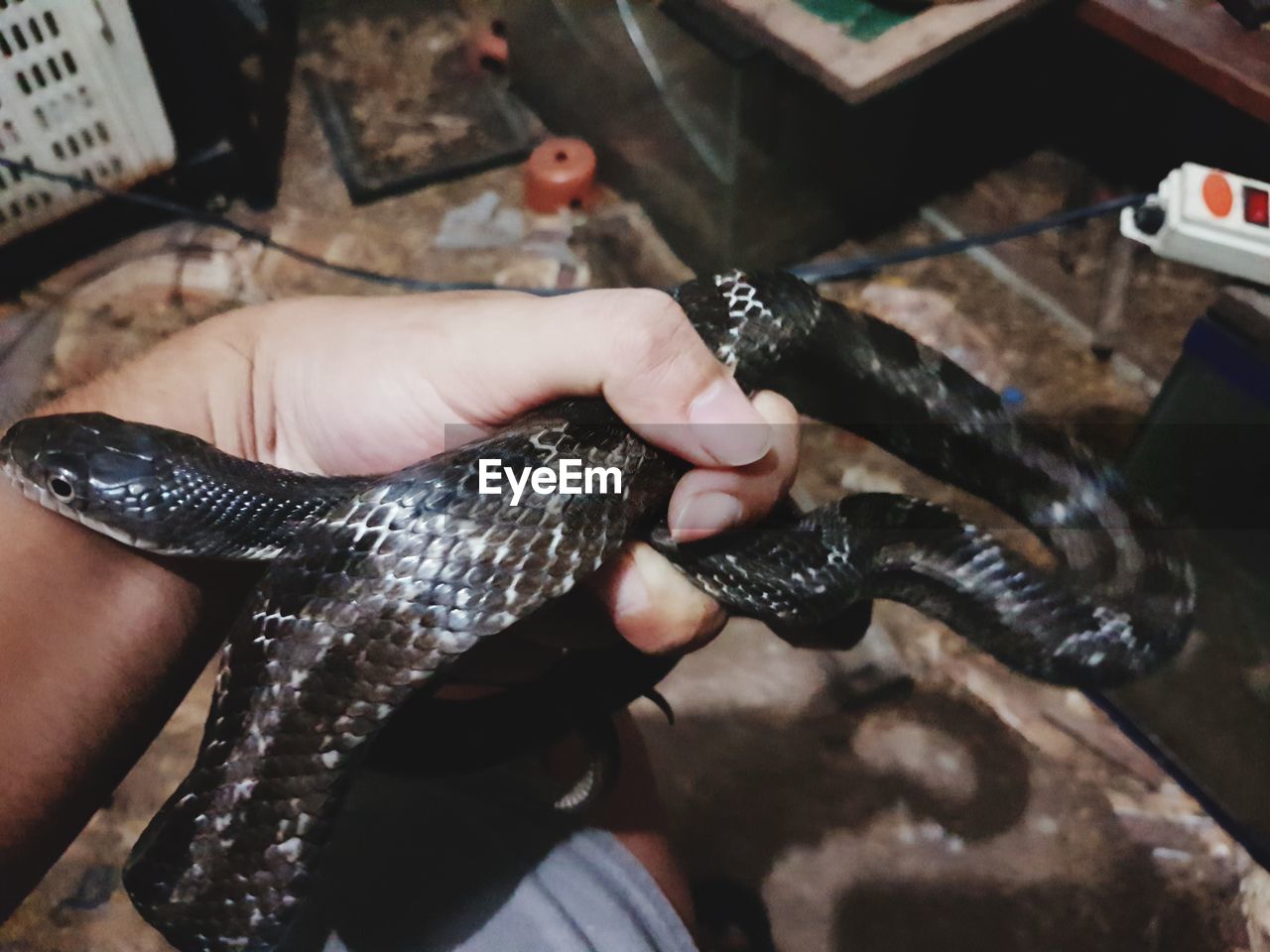 HIGH ANGLE VIEW OF HAND HOLDING FISH AT WATER