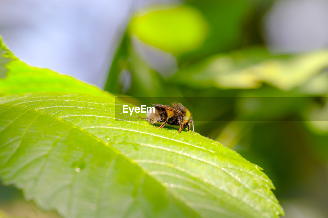 CLOSE-UP OF INSECT ON GREEN LEAF