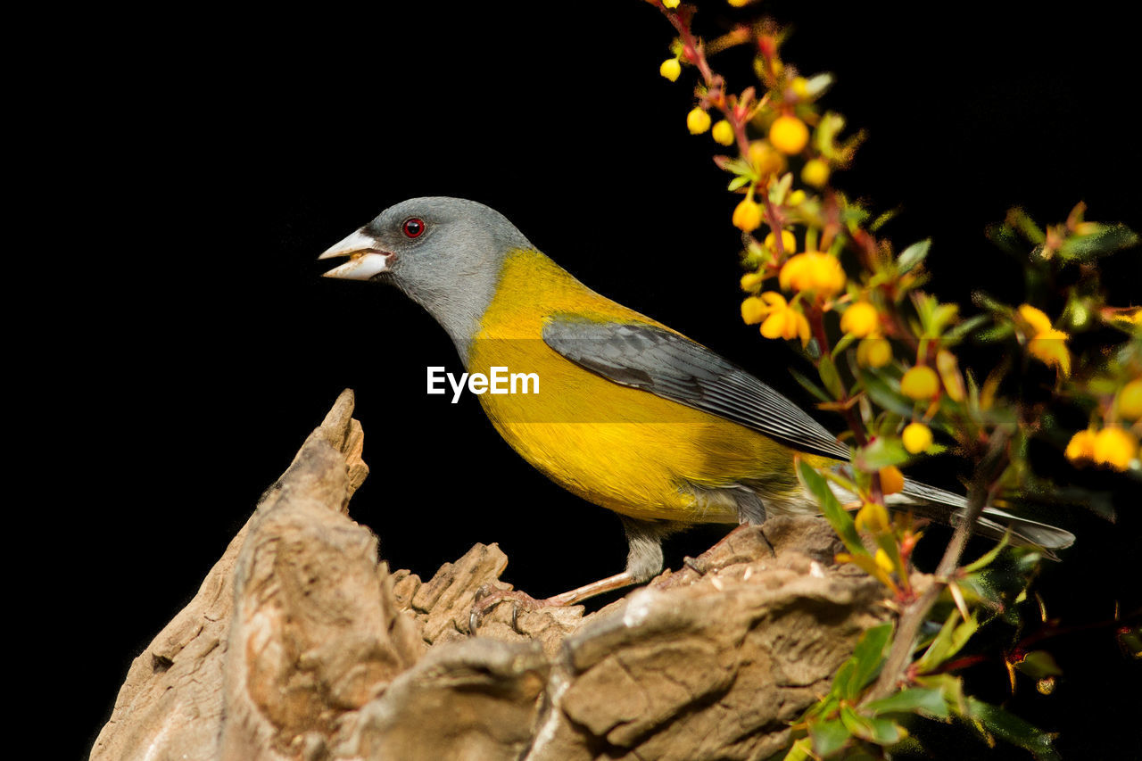 CLOSE-UP OF BIRD PERCHING ON TREE