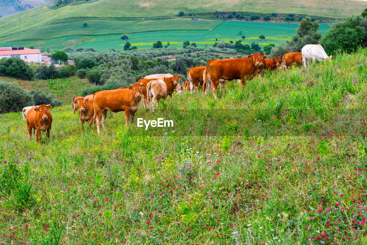 COWS IN FIELD