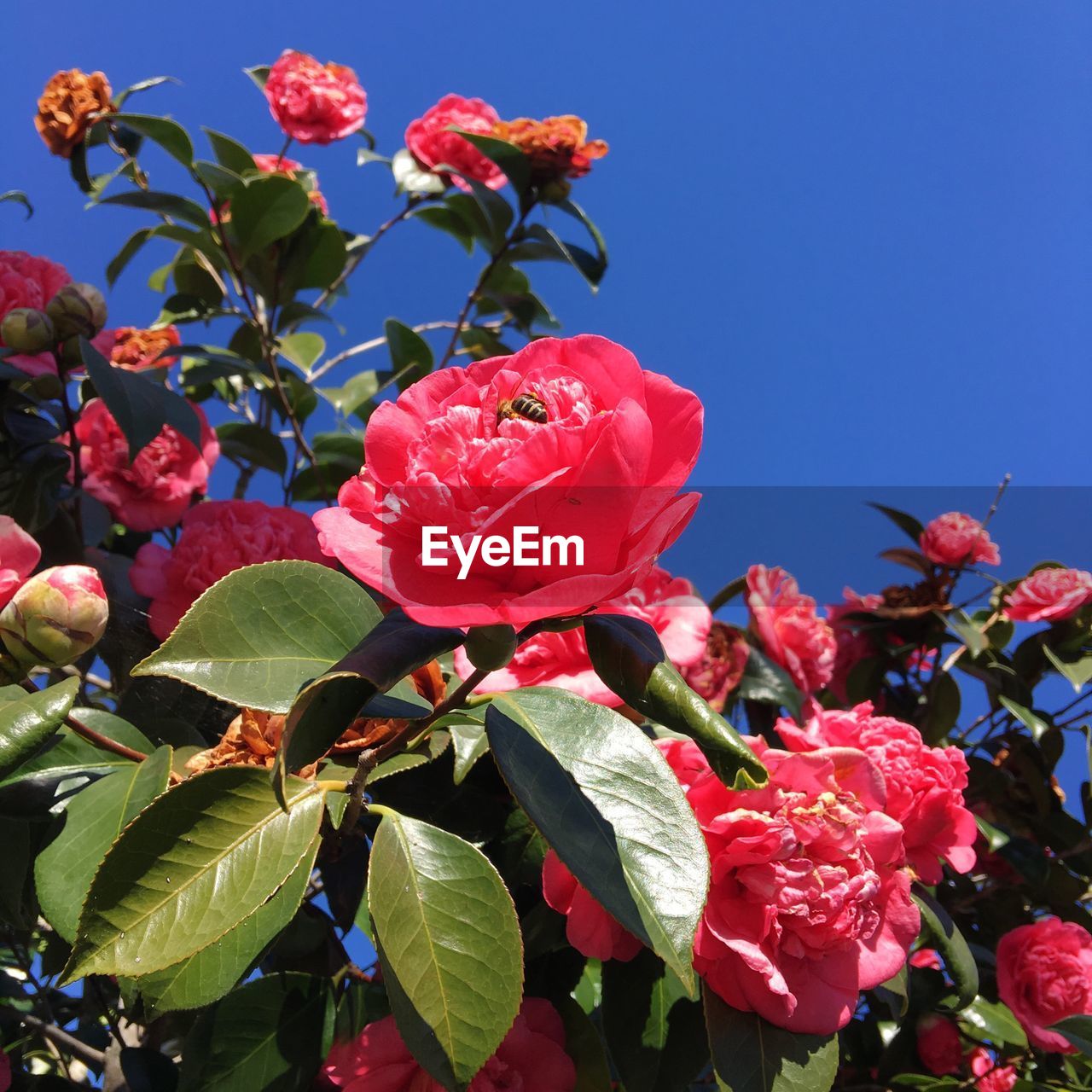 Low angle view of pink flowers against clear sky