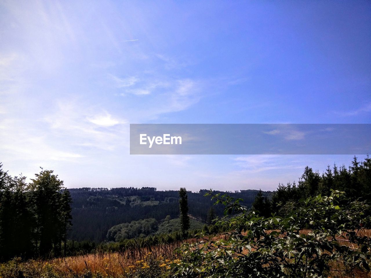 Plants and trees growing on grassy field against sky