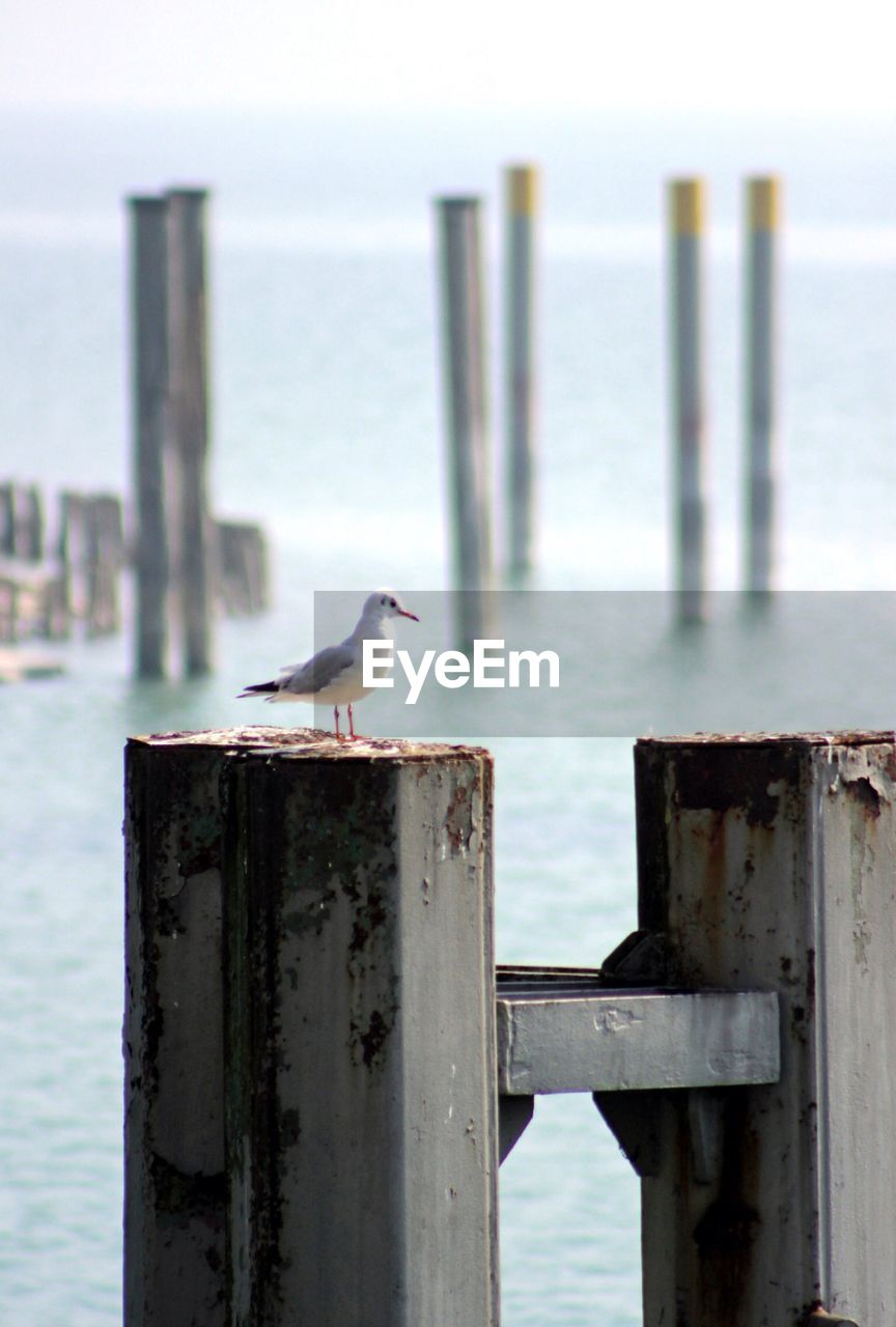 SEAGULL PERCHING ON WOODEN POST IN THE LAKE
