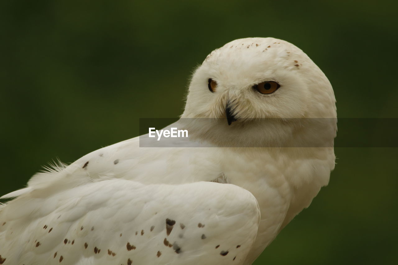 CLOSE-UP OF WHITE OWL