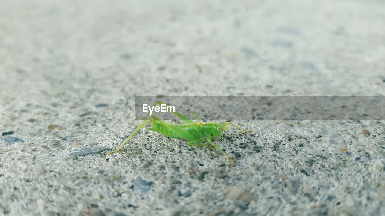 CLOSE-UP OF CATERPILLAR