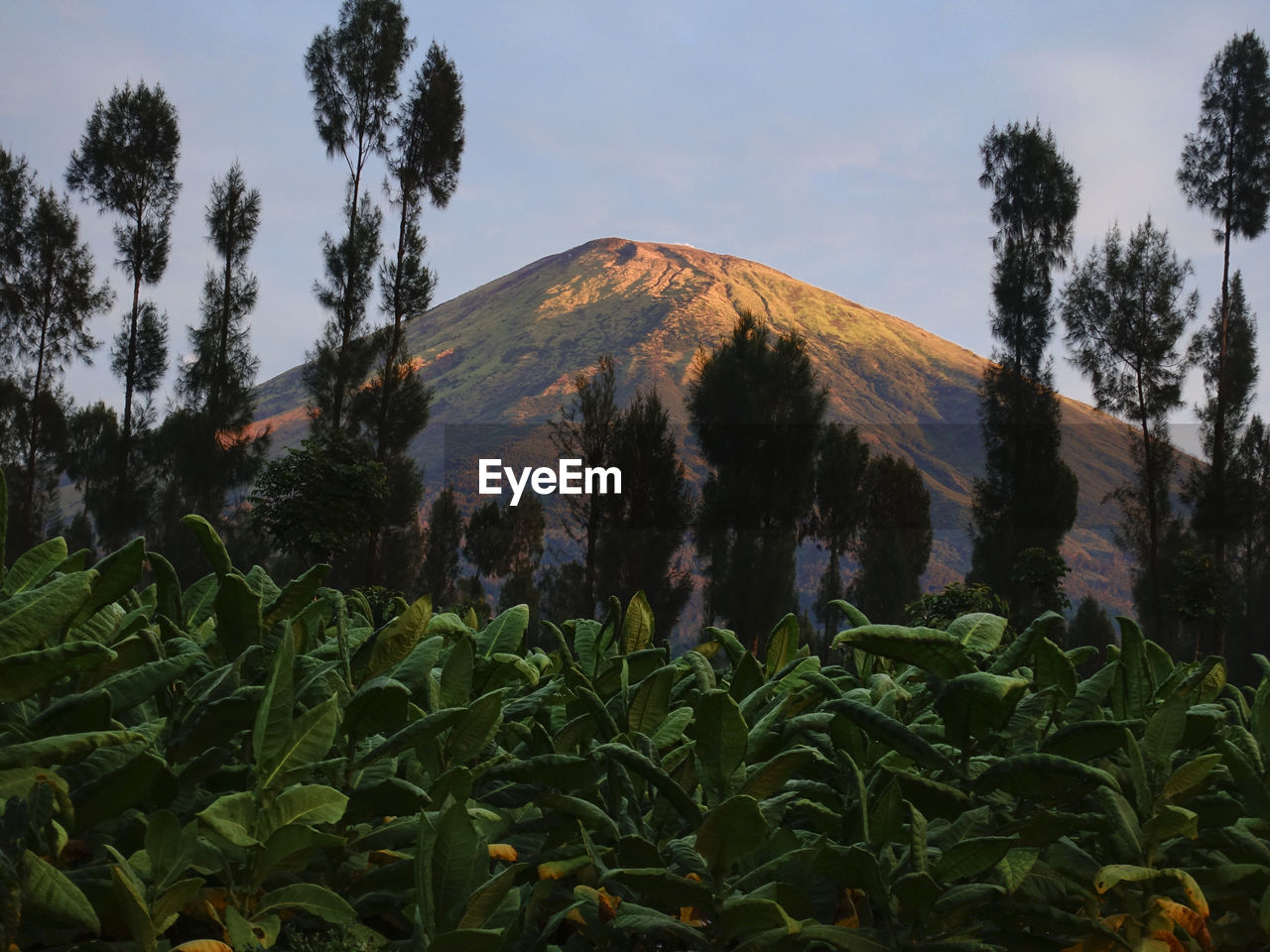 Scenic view of trees and mountains against sky