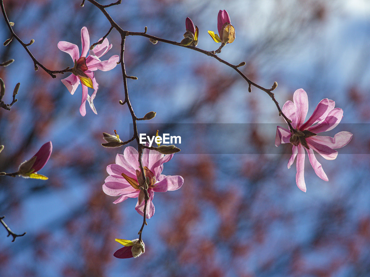 plant, flower, flowering plant, beauty in nature, pink, blossom, tree, branch, spring, nature, freshness, springtime, fragility, cherry blossom, growth, focus on foreground, no people, close-up, petal, outdoors, sky, leaf, botany, flower head, inflorescence, macro photography, tranquility, twig, produce, plant part, environment, multi colored, day