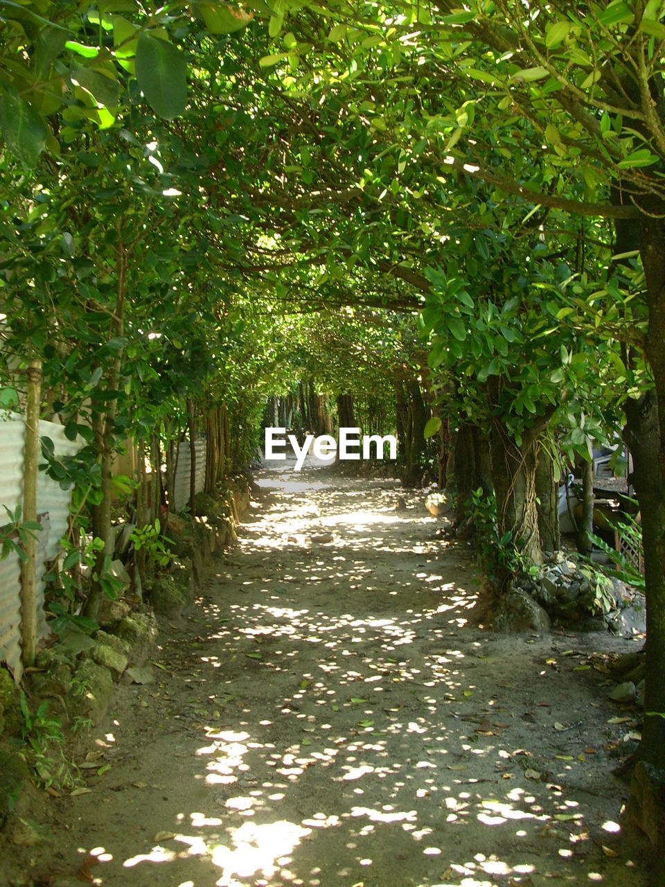 VIEW OF TREES IN FOREST