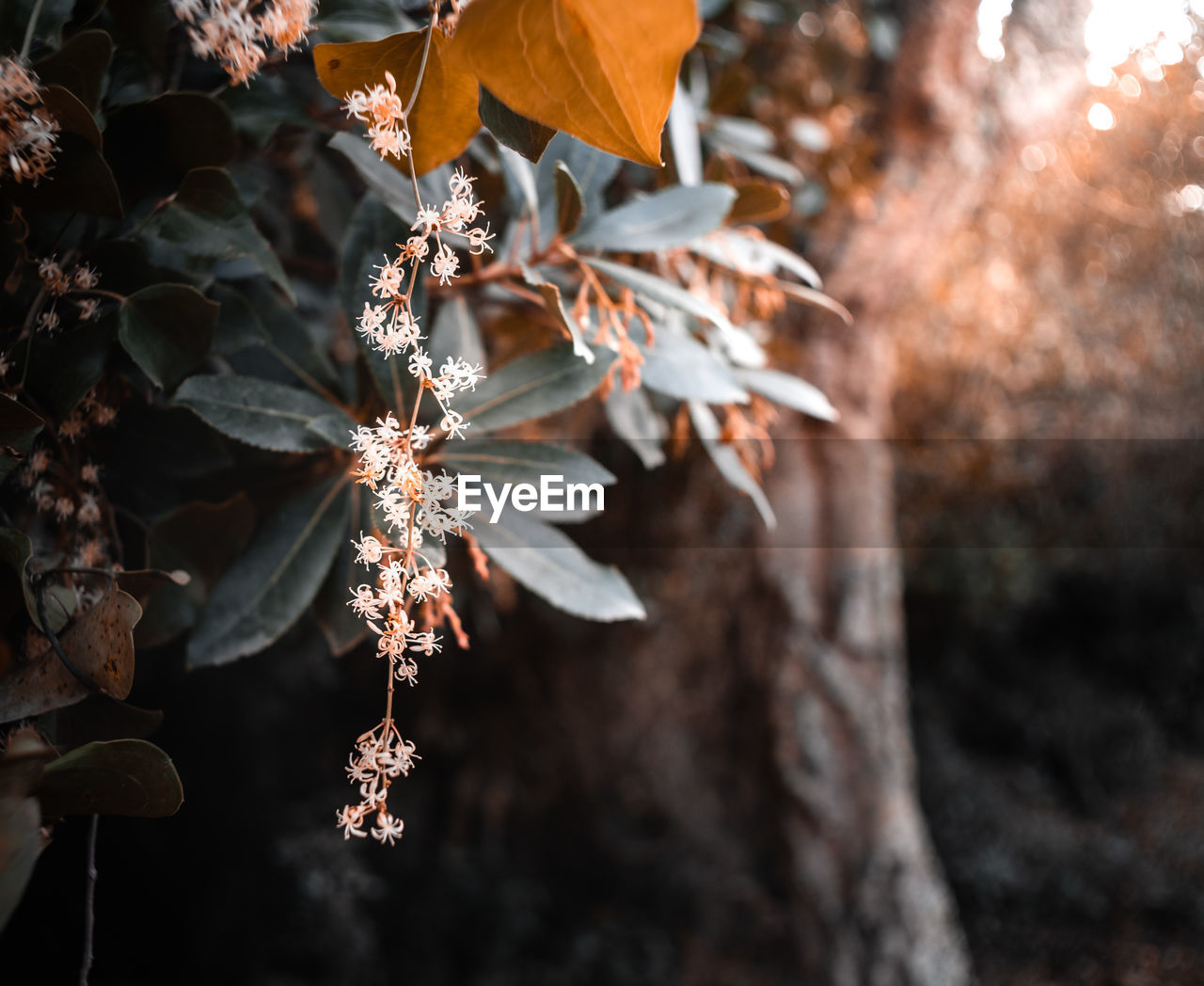 Smilax aspera flowers on early autumn in sardinia