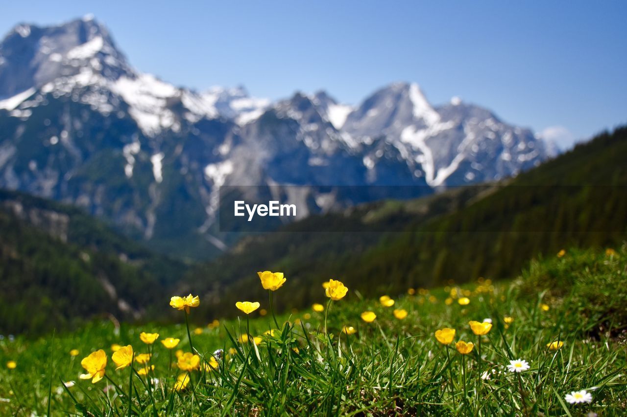 Yellow flowering plants on field against mountain